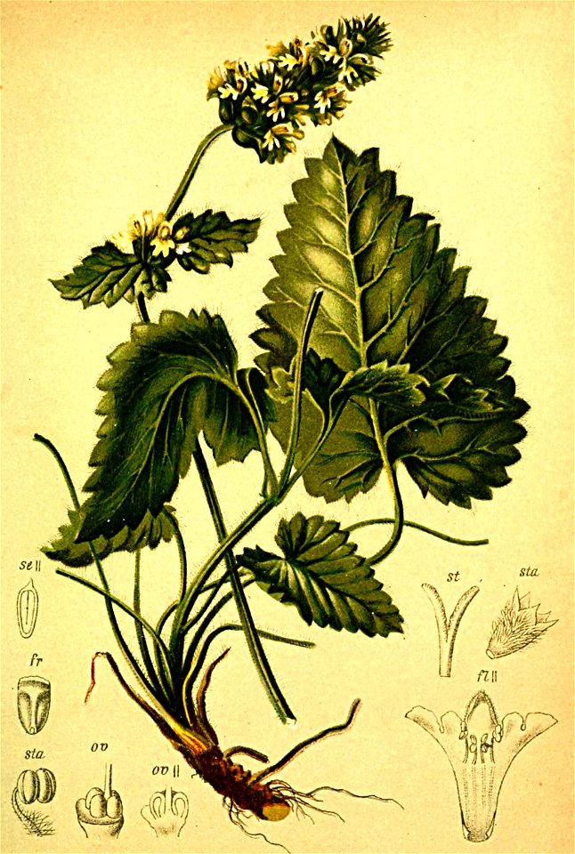 Betonica alopecurus Atlas Alpenflora