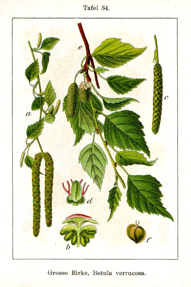 Betula pendula Sturm04034
