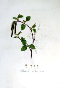 Betula alba — Flora Batava — Volume v6