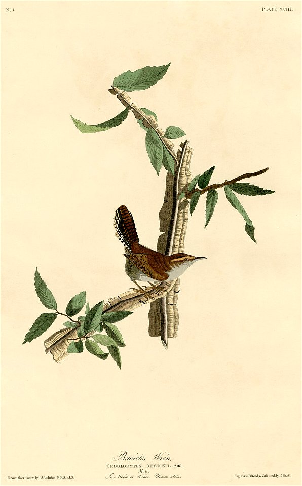 Bewick's Wren (Audubon) - Free Stock Illustrations | Creazilla