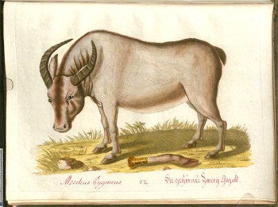 Beytrag zur Naturgeschichte der vierfüßigen Thiere 1 Tafel 53