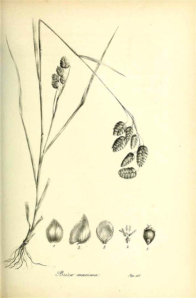 Briza maxima - Species graminum - Volume 3