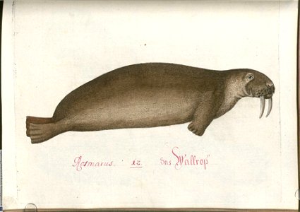 Beytrag zur Naturgeschichte der vierfüßigen Thiere 2 Tafel 12