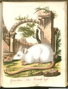 Beytrag zur Naturgeschichte der vierfüßigen Thiere 1 Tafel 44