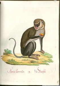 Beytrag zur Naturgeschichte der vierfüßigen Thiere 2 Tafel 03