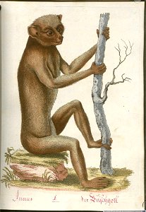 Beytrag zur Naturgeschichte der vierfüßigen Thiere 2 Tafel 01