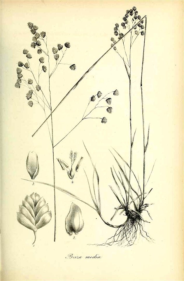 Briza media - Species graminum - Volume 3