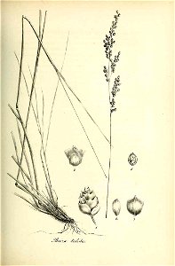 Briza triloba - Species graminum - Volume 3
