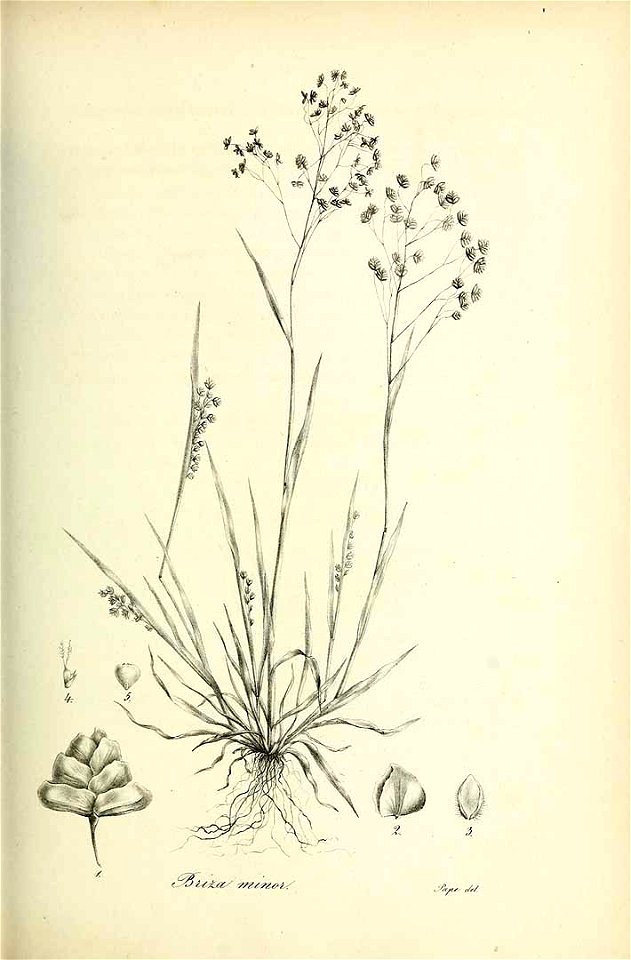 Briza minor - Species graminum - Volume 3