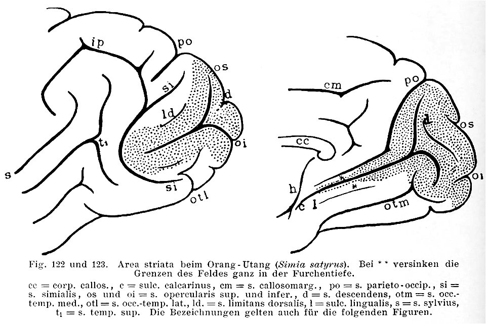 Brodmann area 17 in orangutan (K. Brodmann, 1909, p. 216, Fig. 122-123)