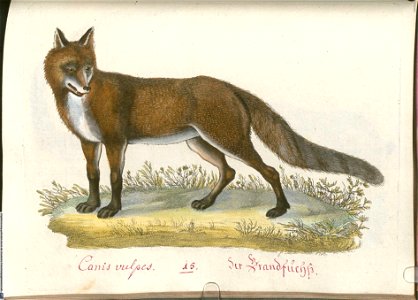 Beytrag zur Naturgeschichte der vierfüßigen Thiere 2 Tafel 15