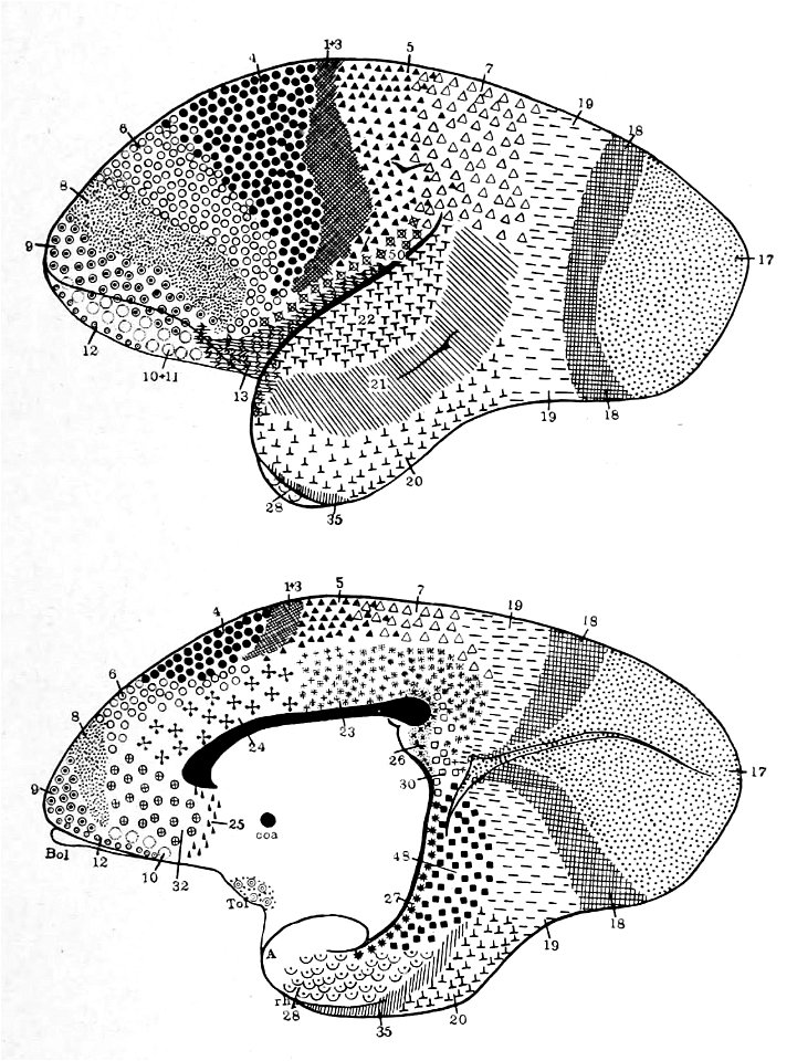Brodmann areas in marmoset (K. Brodmann, 1909, p. 161, Fig. 96-97)