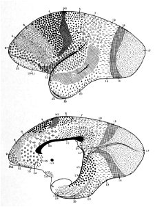 Brodmann areas in marmoset (K. Brodmann, 1909, p. 161, Fig. 96-97)