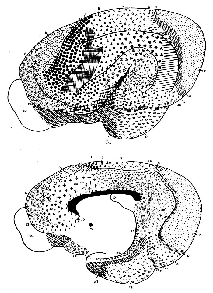 Brodmann areas of the wrap bear (K. Brodmann, 1909, p. 183, Fig. 104-105)