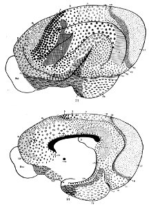 Brodmann areas of the wrap bear (K. Brodmann, 1909, p. 183, Fig. 104-105)