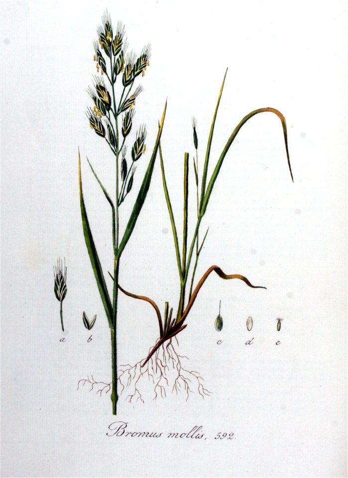 Bromus mollis — Flora Batava — Volume v8