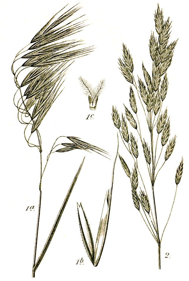 Bromus spp Sturm48