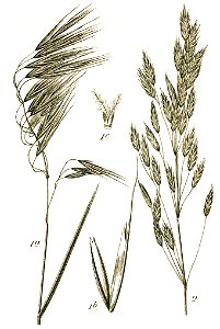 Bromus spp Sturm48