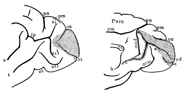Brodmann area 17 in wooly monkey (K. Brodmann, 1909, p. 219, Fig. 128-129)