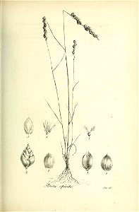 Briza spicata - Species graminum - Volume 3