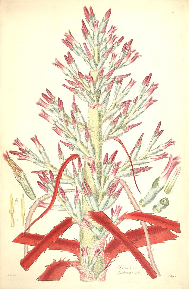 Bromelia pinguin (as Bromelia fastuosa) - Collectanea botanica - Lindley pl. 1 (1821)