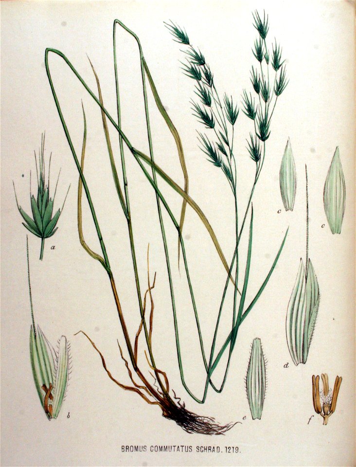 Bromus commutatus — Flora Batava — Volume v16