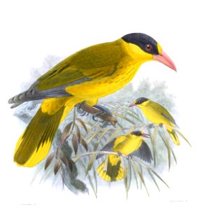 BroderipusFormosusKeulemans