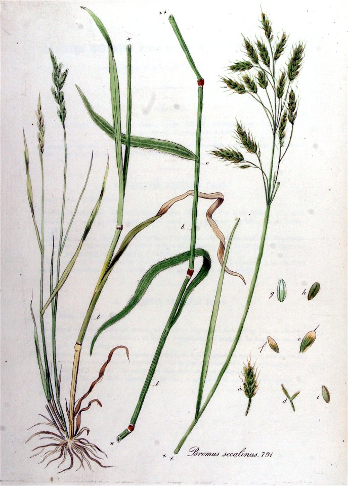 Bromus secalinus — Flora Batava — Volume v10