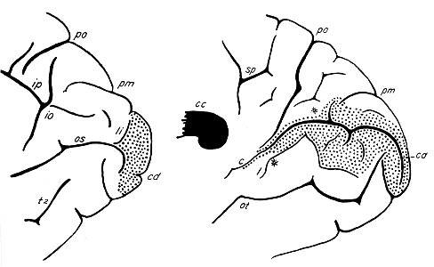 Brodmann area 17 in the human brain (K. Brodmann, 1909, p. 217, Fig. 124-125)