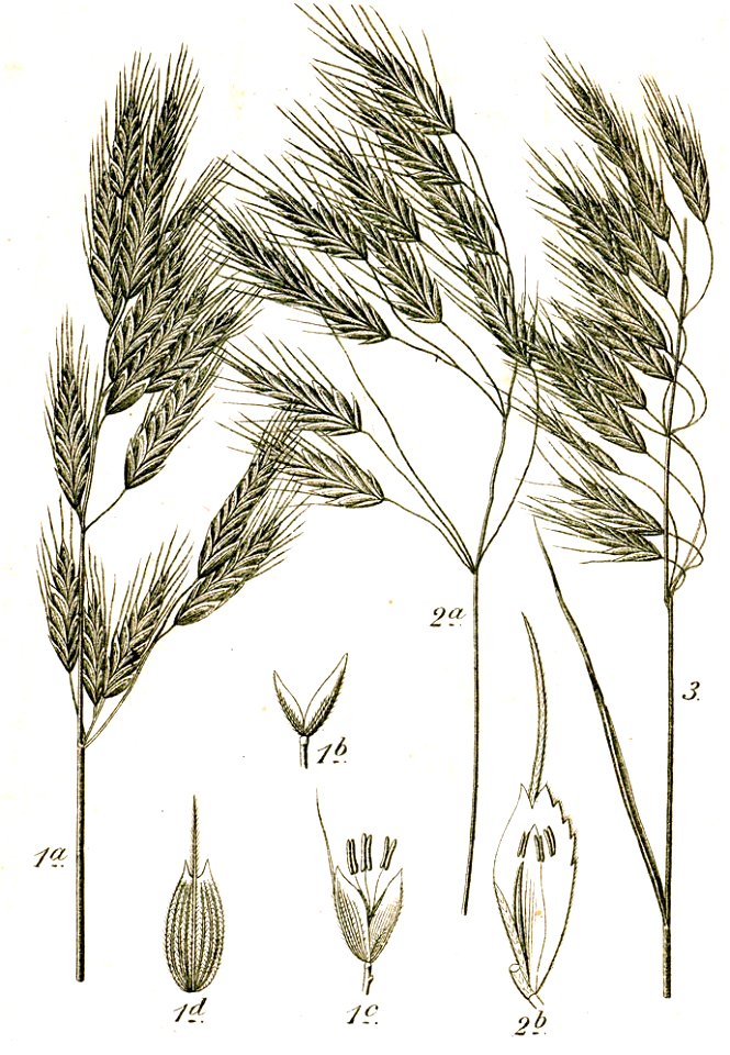 Bromus spp Sturm50