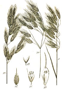 Bromus spp Sturm50