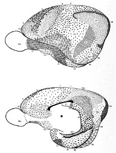 Brodmann fields of rabbit (K. Brodmann, 1909, p. 190, Fig. 106-107)