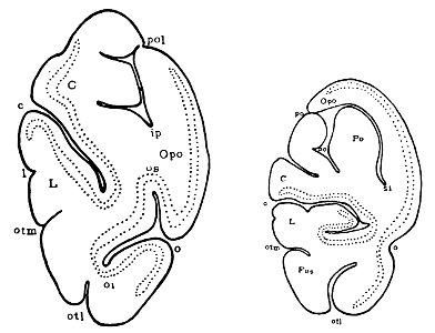Brodmann area 17 in gray langur, macaque (K. Brodmann, 1909, p. 221, Fig. 138-139)