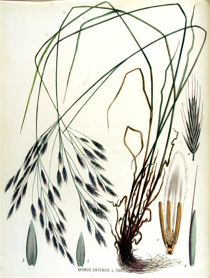 Bromus arvensis — Flora Batava — Volume v15