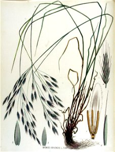 Bromus arvensis — Flora Batava — Volume v15