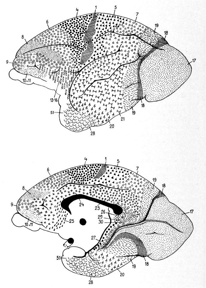 Brodmann areas of the lemur (K. Brodmann, 1909, p. 166, Fig. 98-99)