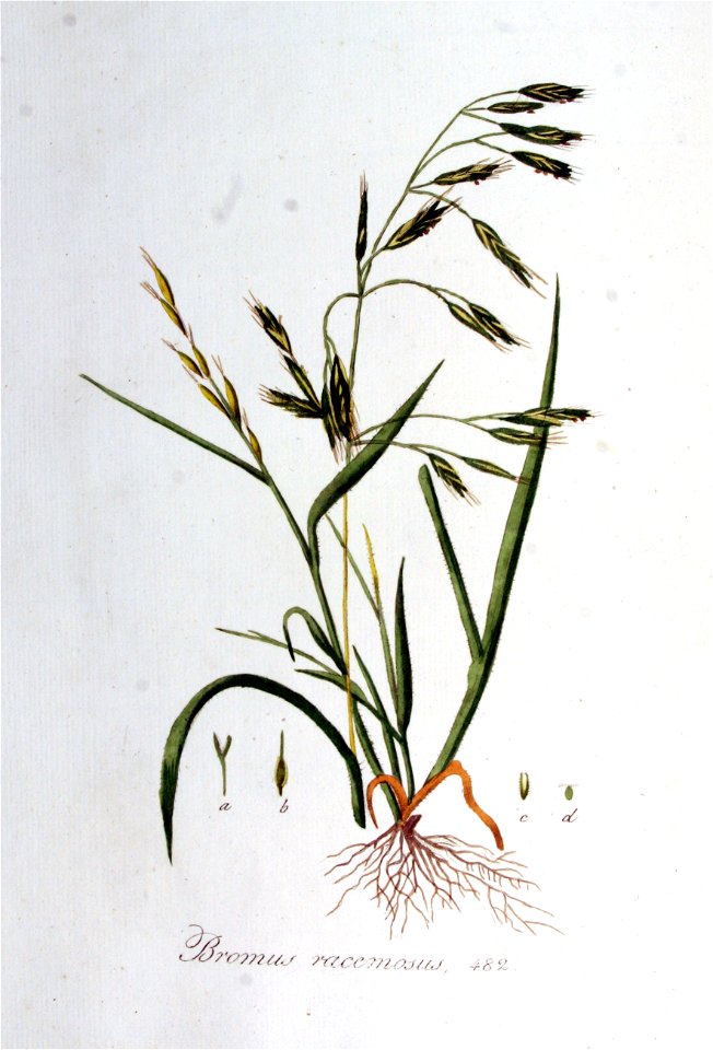 Bromus racemosus — Flora Batava — Volume v7