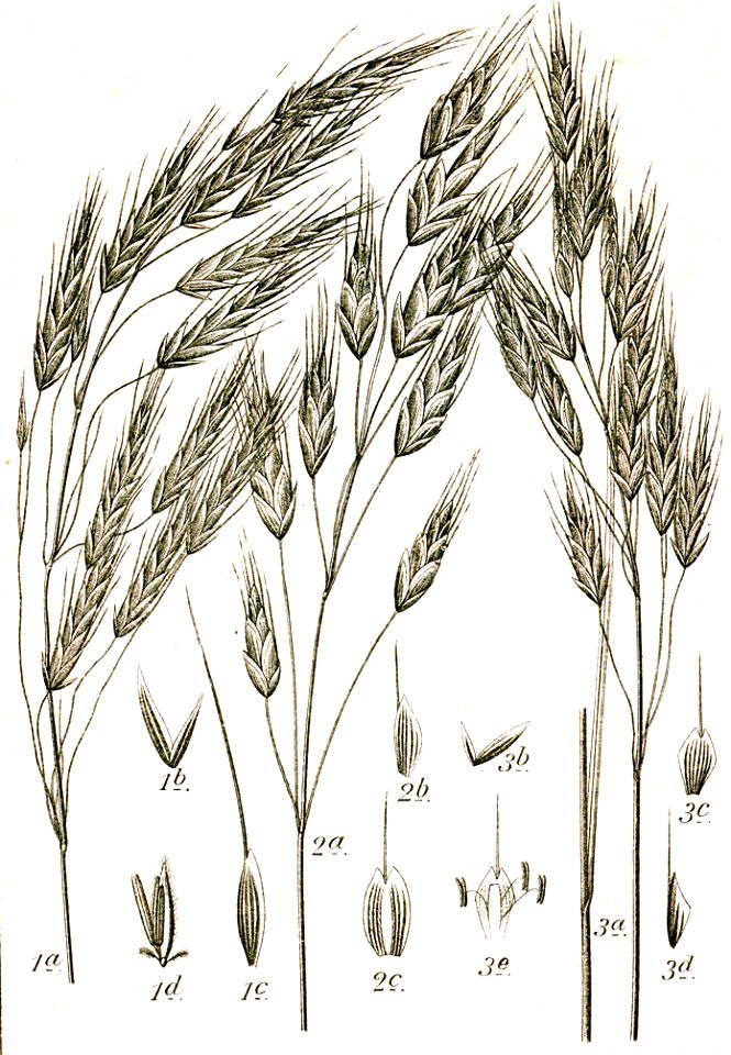 Bromus spp Sturm49