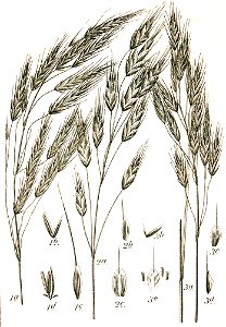 Bromus spp Sturm49