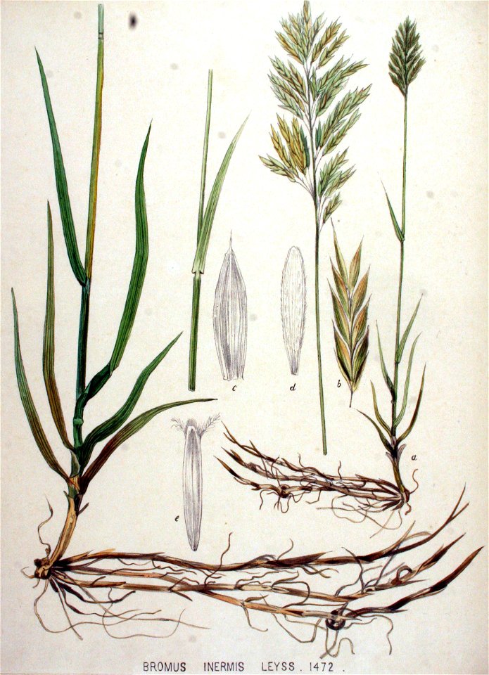 Bromus inermis — Flora Batava — Volume v19