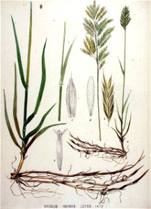 Bromus inermis — Flora Batava — Volume v19