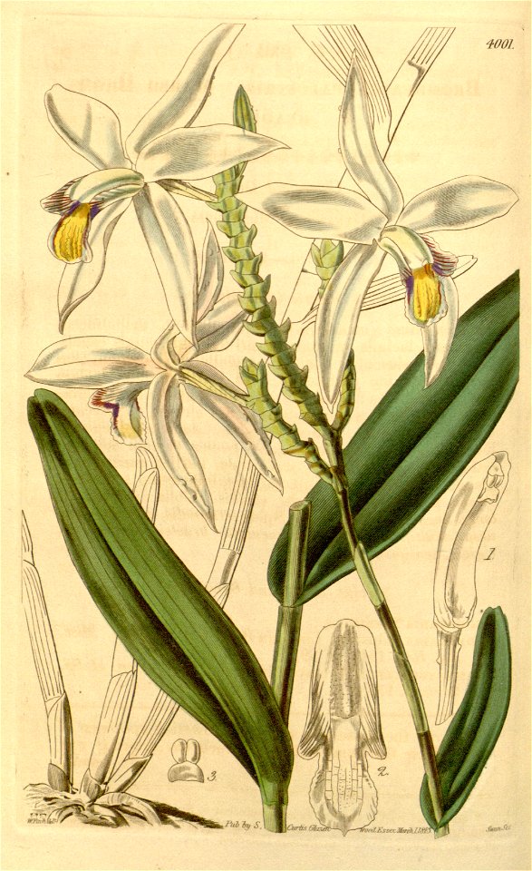 Bromheadia finlaysoniana (as Bromheadia palustris) - Curtis' 69 (N.S. 16) pl. 4001 (1843)