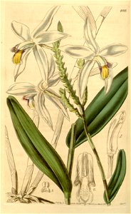 Bromheadia finlaysoniana (as Bromheadia palustris) - Curtis' 69 (N.S. 16) pl. 4001 (1843)