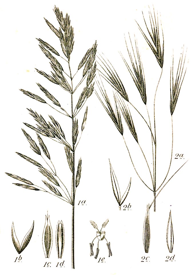Bromus spp Sturm47