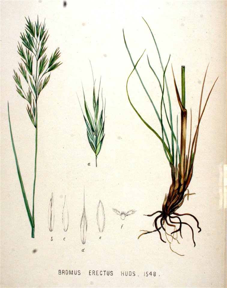 Bromus erectus — Flora Batava — Volume v20