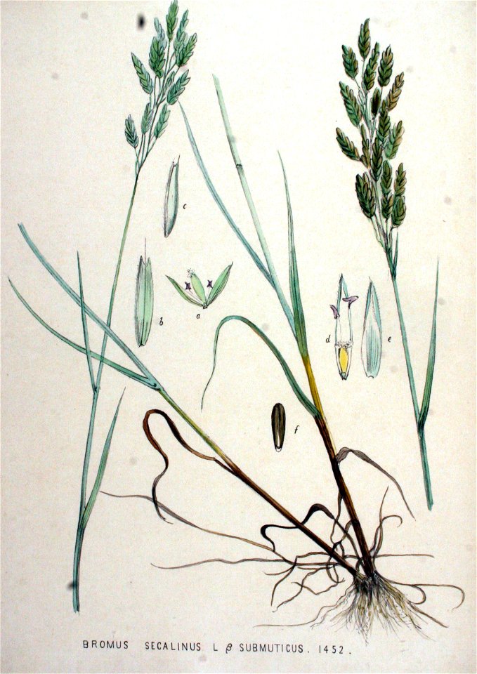 Bromus secalinus — Flora Batava — Volume v19