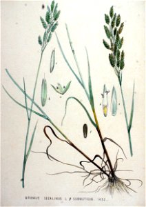 Bromus secalinus — Flora Batava — Volume v19