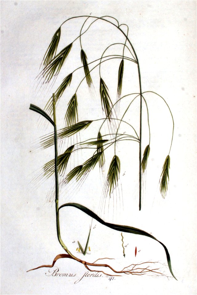 Bromus sterilis — Flora Batava — Volume v1