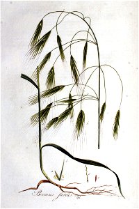 Bromus sterilis — Flora Batava — Volume v1