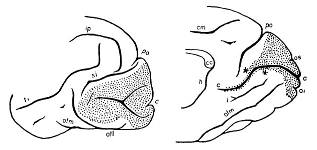 Brodmann area 17 in gray langur (K. Brodmann, 1909, p. 218, Fig. 126-127)